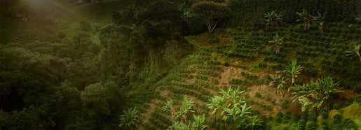 image header coffeeplant